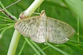 Attēlu rezultāti vaicājumam “Yponomeuta evonymella imago”