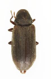 Attēlu rezultāti vaicājumam “Anobium pertinax”