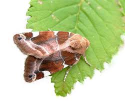 Attēlu rezultāti vaicājumam “Oligia sp.”