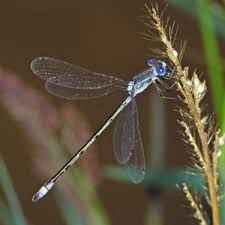 Attēlu rezultāti vaicājumam “Lestidae”