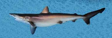 Image result for Carcharhinus brachyurus