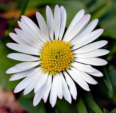 Image result for Bellis perennis