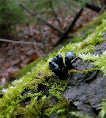 Attēlu rezultāti vaicājumam “Holwaya mucida”