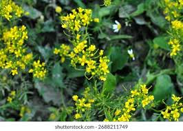 Attēlu rezultāti vaicājumam “Rorippa sylvestris”