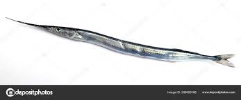 Attēlu rezultāti vaicājumam “Belone belone”