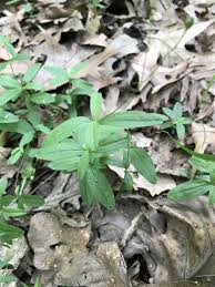 Attēlu rezultāti vaicājumam “Moehringia lateriflora leaf”