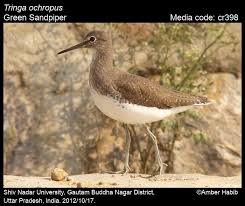 Attēlu rezultāti vaicājumam “Tringa ochropus”