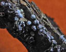 Attēlu rezultāti vaicājumam “Physarum bryomacrocarpum macro”