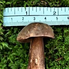 Attēlu rezultāti vaicājumam “Porphyrellus porphyrosporus”