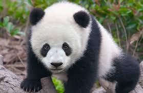 Image result for pandas
