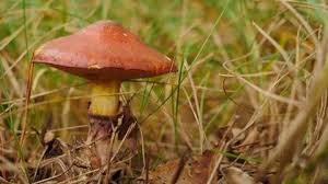 Attēlu rezultāti vaicājumam “Sutorius luridiformis”