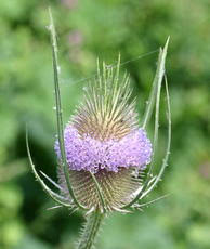 Attēlu rezultāti vaicājumam “Dipsacaceae”