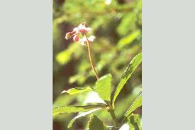 Attēlu rezultāti vaicājumam “Chimaphila umbellata flower”