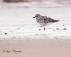 Attēlu rezultāti vaicājumam “Pluvialis squatarola adult”