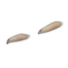 Attēlu rezultāti vaicājumam “Shargacucullia scrophulariae larva”