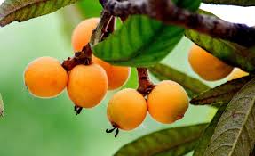 Image result for 春粒