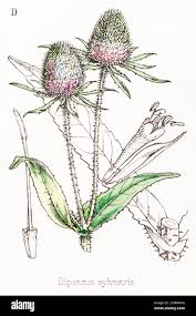 Image result for Dipsacus silvestris