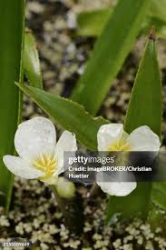 Attēlu rezultāti vaicājumam “Stratiotes aloides flower”