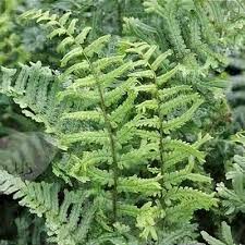 Attēlu rezultāti vaicājumam “Dryopteris cristata”