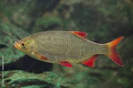 Image result for Rutilus rutilus