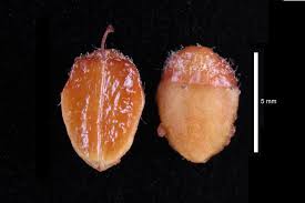 Attēlu rezultāti vaicājumam “Cotoneaster divaricatus fruit”