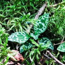 Attēlu rezultāti vaicājumam “Goodyera repens bud”