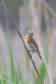 Attēlu rezultāti vaicājumam “Saxicola rubetra adult”