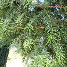 Attēlu rezultāti vaicājumam “Taxus baccata leaf”