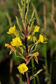 Image result for Oenothera biennis