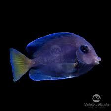 Image result for Acanthurus coeruleus