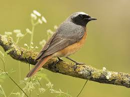 Attēlu rezultāti vaicājumam “Phoenicurus phoenicurus”