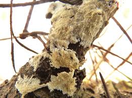 Attēlu rezultāti vaicājumam “Steccherinum fimbriatum”