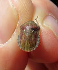 Attēlu rezultāti vaicājumam “Eurygaster testudinaria nymph”