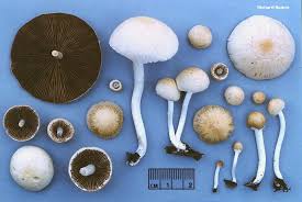 Attēlu rezultāti vaicājumam “Psathyrella sp.”