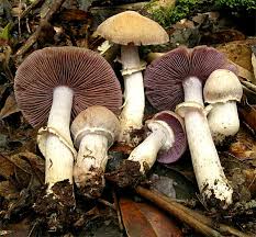 Attēlu rezultāti vaicājumam “Rozites caperata”