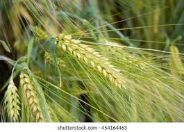 Image result for Secale cereale