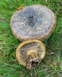 Attēlu rezultāti vaicājumam “Lactarius necator”