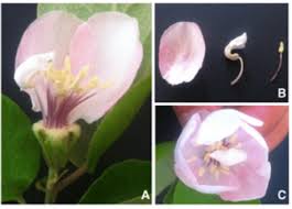 Attēlu rezultāti vaicājumam “Cydonia oblonga flower”