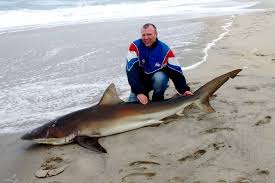 Image result for Carcharhinus brachyurus