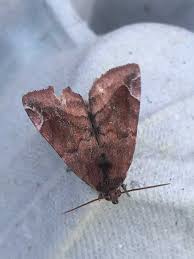 Attēlu rezultāti vaicājumam “Cosmia pyralina”