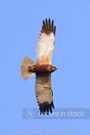 Attēlu rezultāti vaicājumam “Circus aeruginosus”