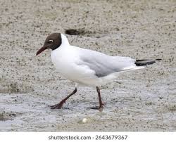 Image result for Chroicocephalus ridibundus