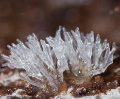 Attēlu rezultāti vaicājumam “Ceratiomyxa fruticulosa spores”