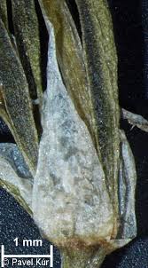 Attēlu rezultāti vaicājumam “Spergularia rubra leaf”