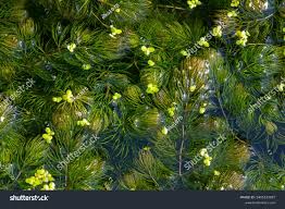 Attēlu rezultāti vaicājumam “Ceratophyllaceae”