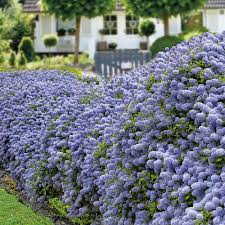 Image result for flieder