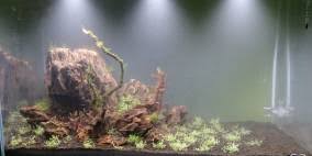 Attēlu rezultāti vaicājumam “Amblystegium serpens sporophyte”