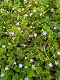 Attēlu rezultāti vaicājumam “Veronica persica flower”