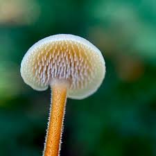 Attēlu rezultāti vaicājumam “Auriscalpium vulgare”