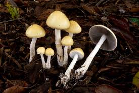 Attēlu rezultāti vaicājumam “Protostropharia alcis”